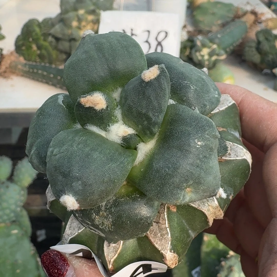 【闪购商品】无花朵晨*丸尤404