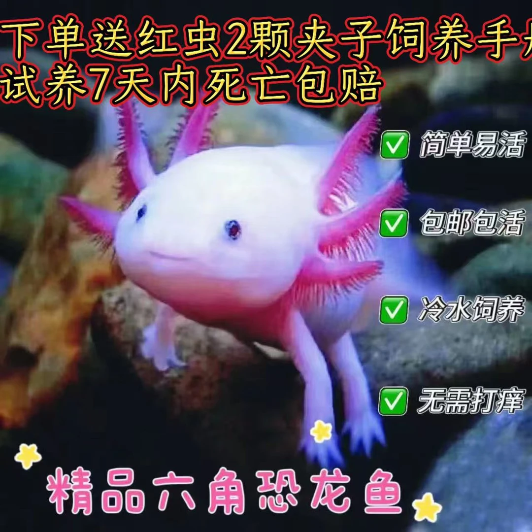 六角鱼恐龙鱼活体冷水观赏鱼好养耐活自来水可养懒人水族宠物