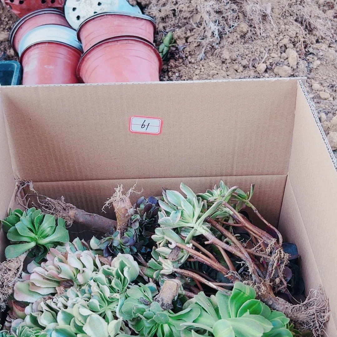 【闪购商品】无花朵61号套餐无售后