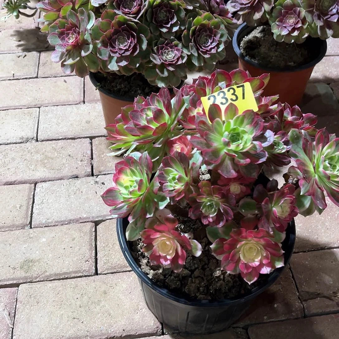 海王多肉植物2337