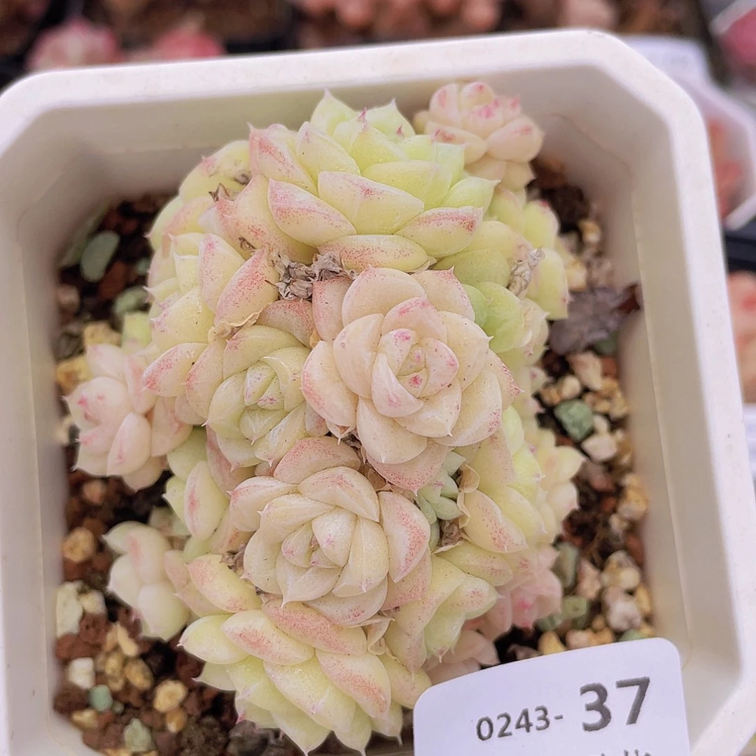 000000000000037一物一拍