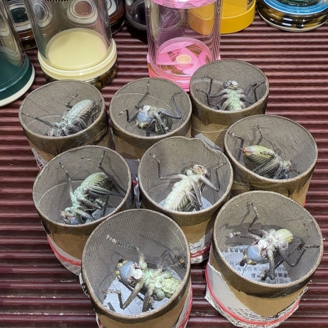 新脱野籽蝈蝈两个哈哈哈哈