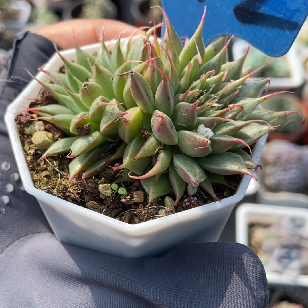 442银星多肉植物多肉
