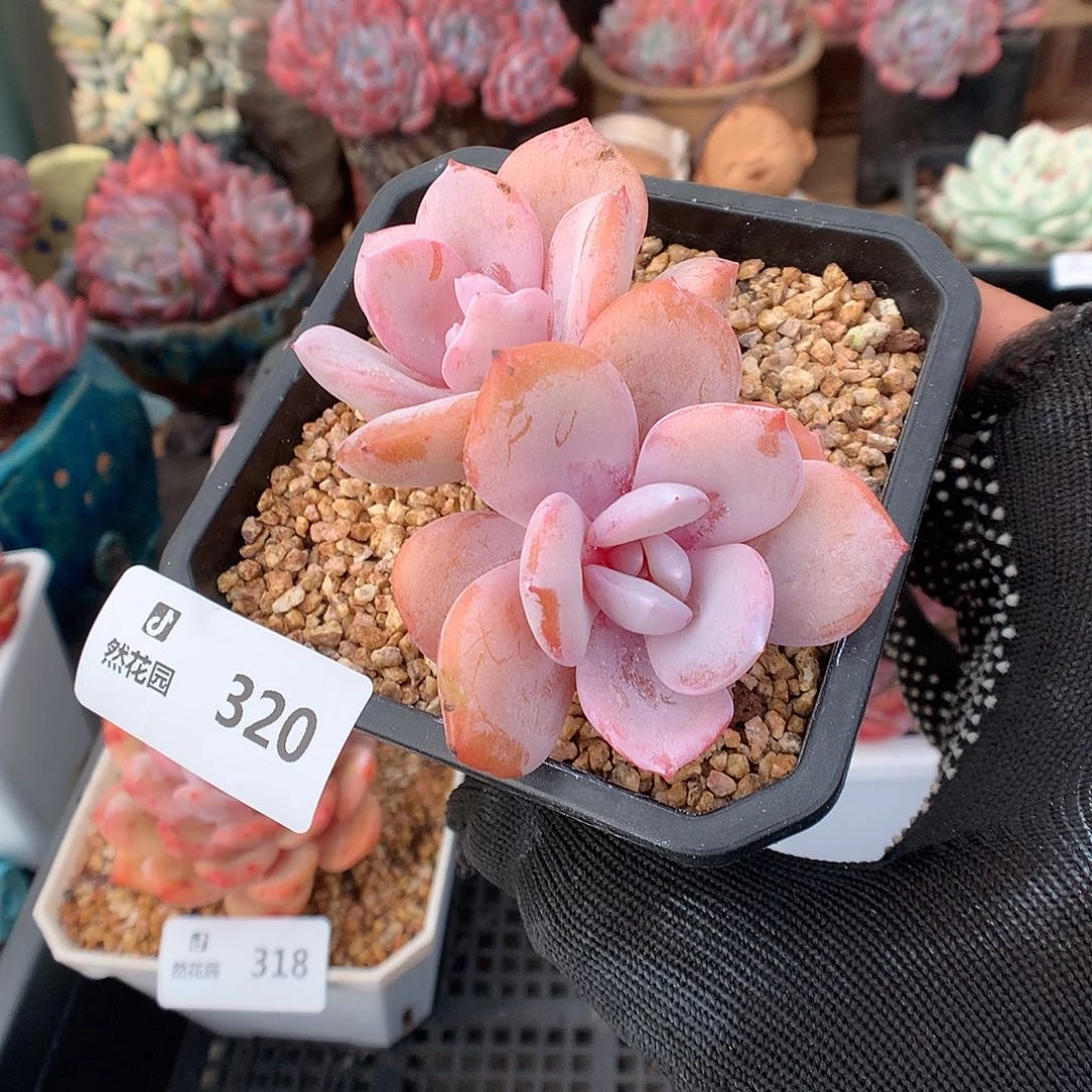 320奶茶多肉植物6666