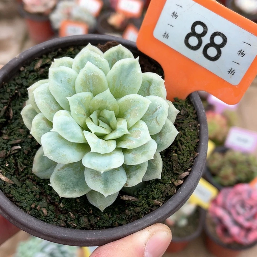 【闪购商品】88号的