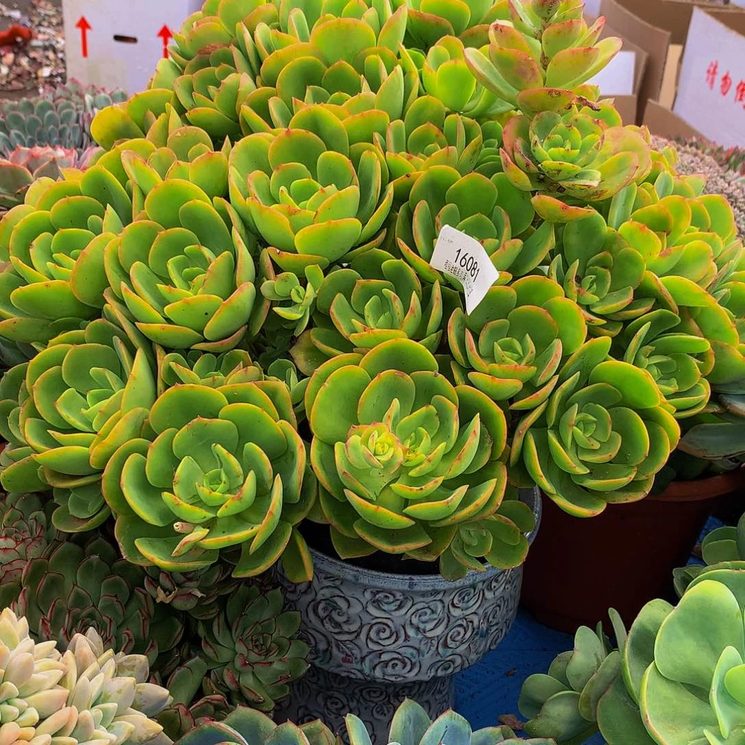 涟***蜂仙鹤16081多肉多肉