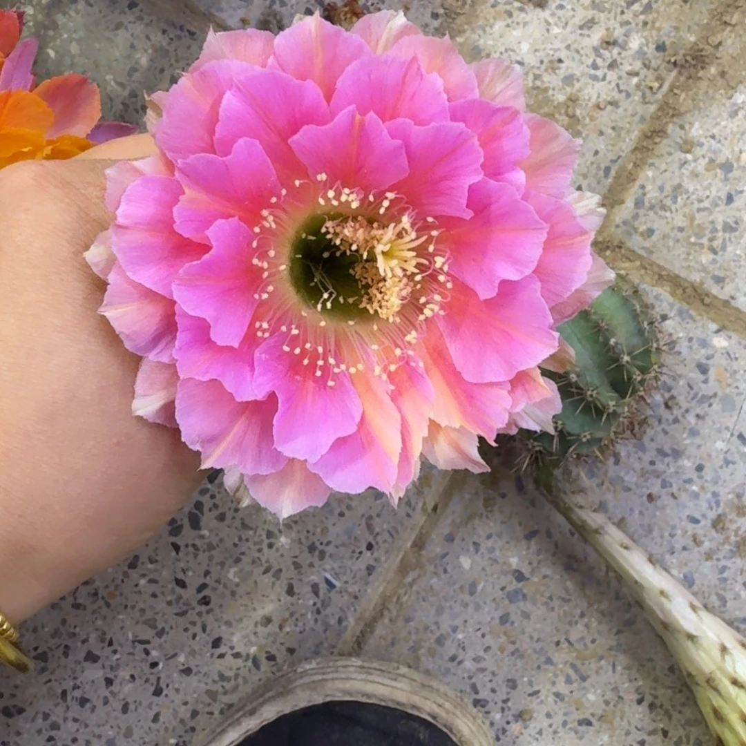 333彩草桃牡丹歪无根侧牙4公分左右，20包邮