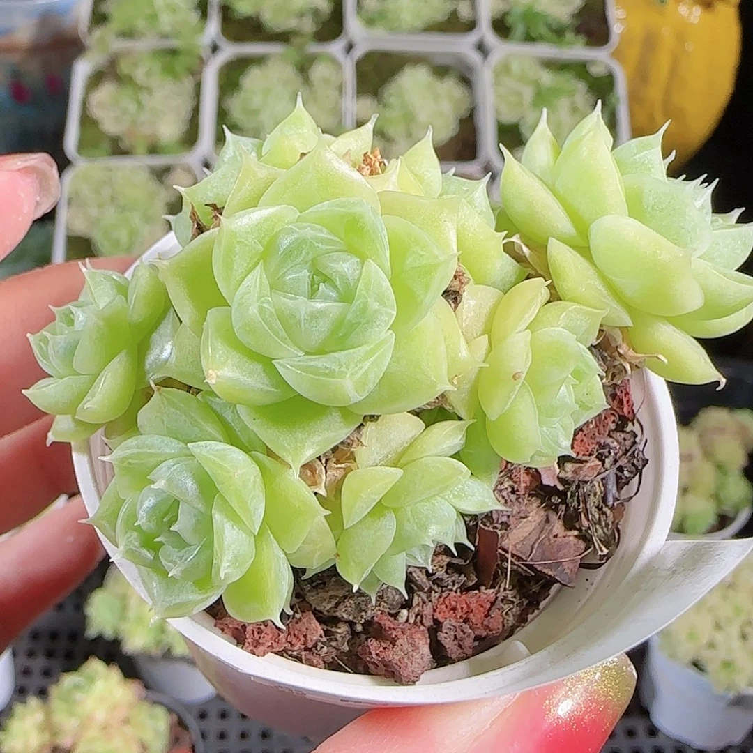 0915-54麦秆优选不包整