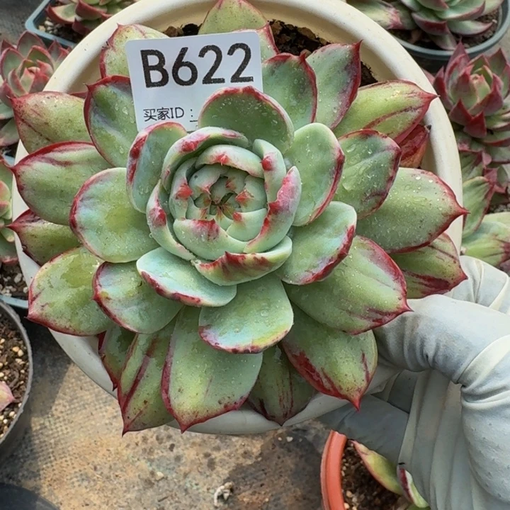 惊鸿仙子 622........