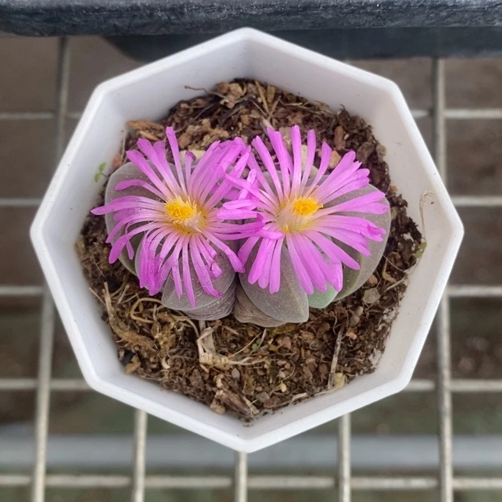 伯克利和格蕾特的故事也