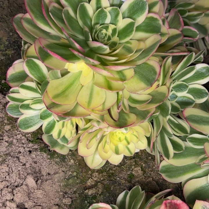 5887南玉资多肉植物