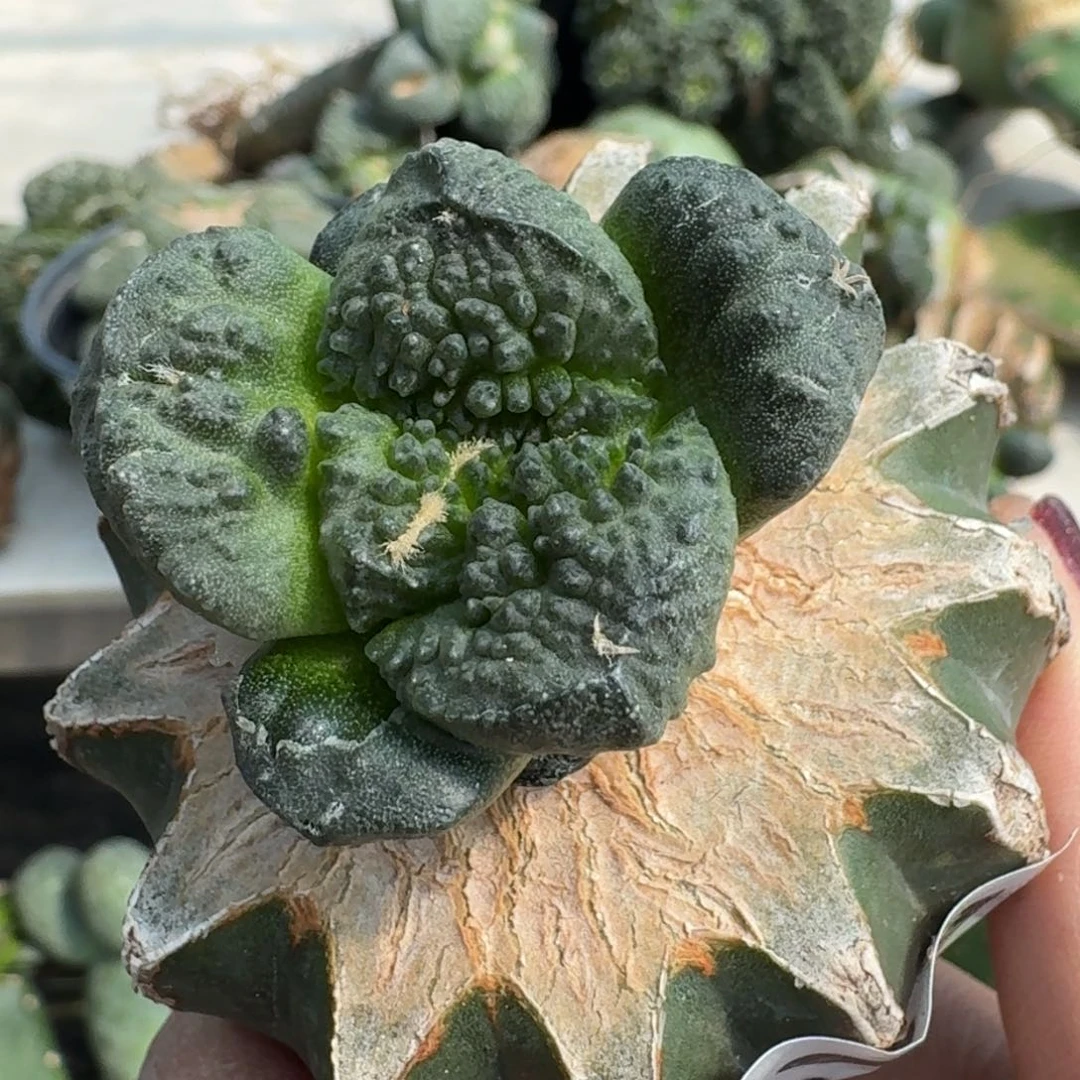 【闪购商品】无花朵赢**来哥斯拉321