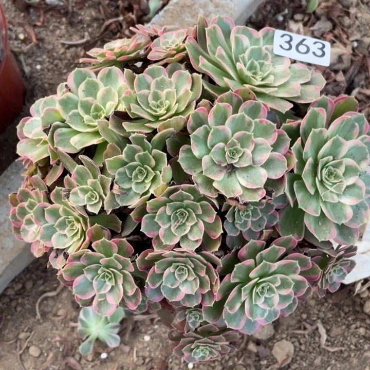 无花朵363多肉植物安娜