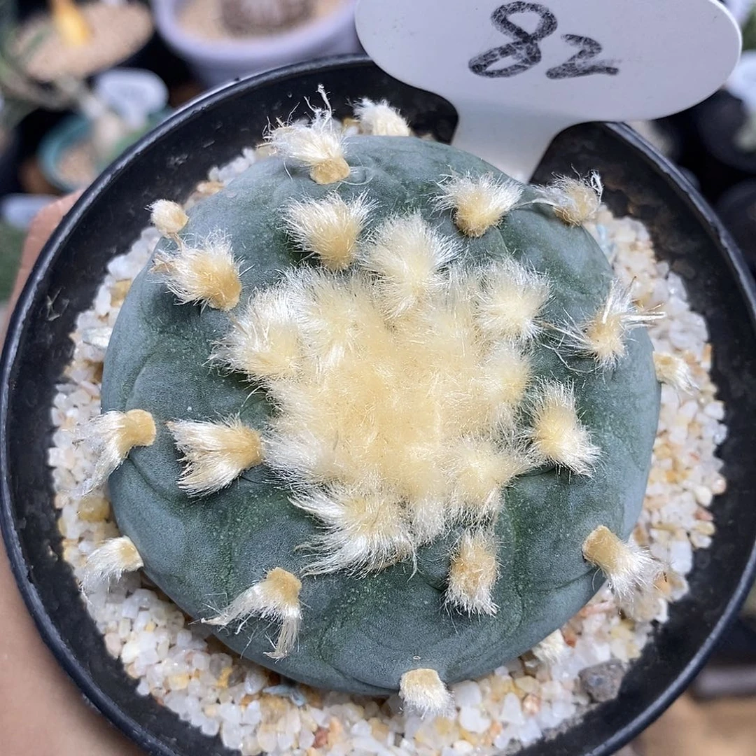 实生海鲜82号7.1cm