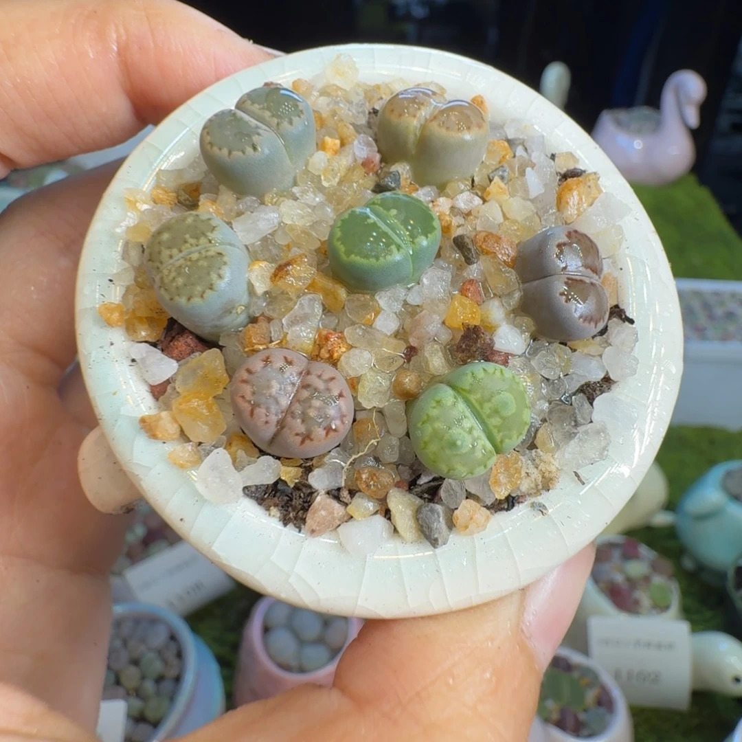 多肉植物开播福利冲1127