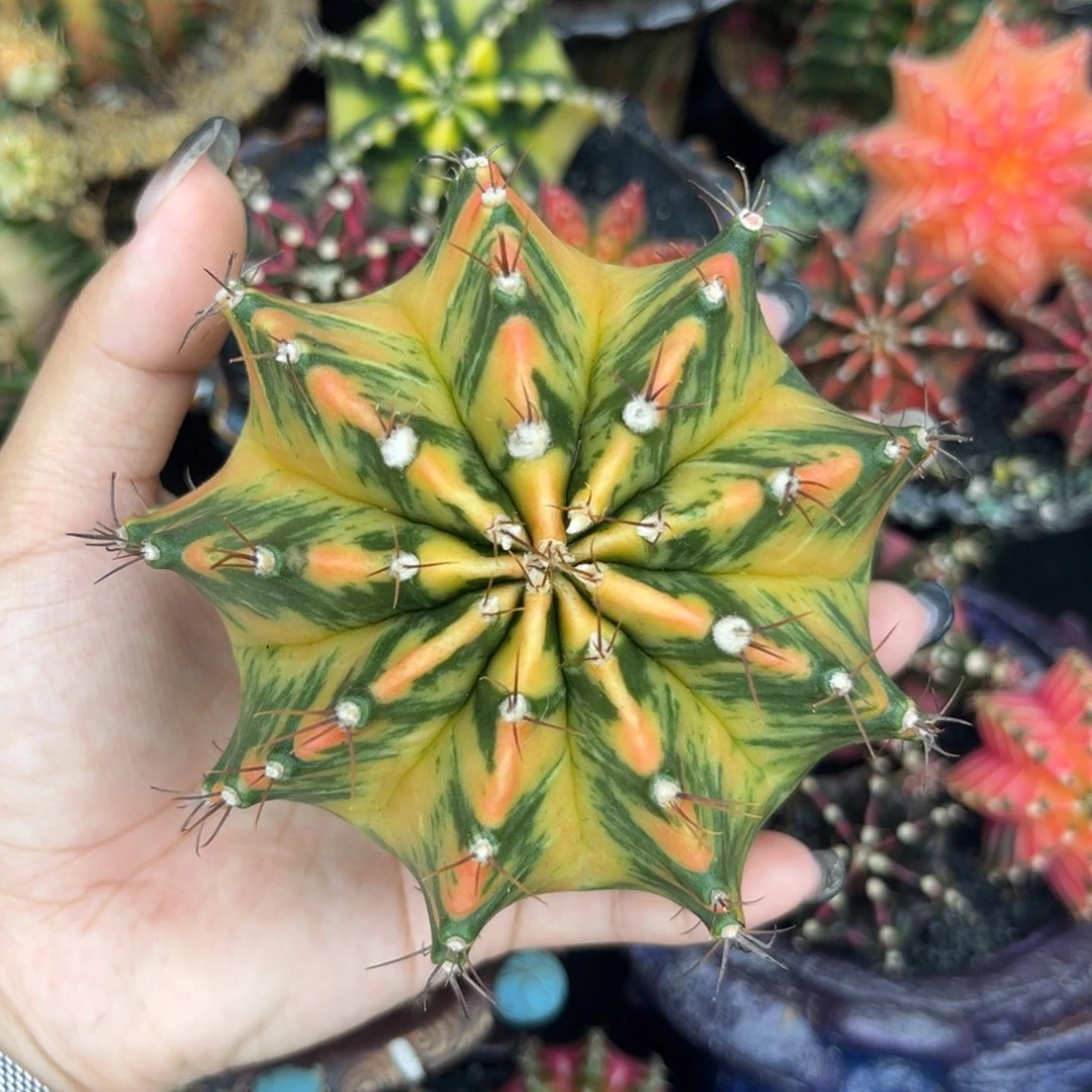 泰系米哈锦，福利裸根