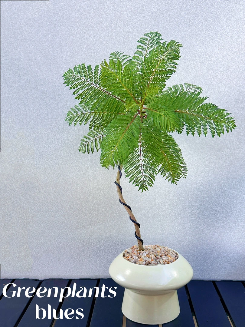 S型老桩禅意蓝花楹盆栽盆景室内客厅办公室桌面侘寂风花卉绿植