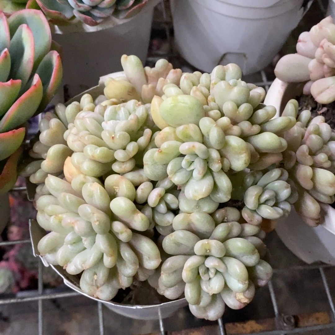 比尔盖茨七头起发老桩