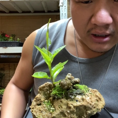 红陶一物一拍所见即所得84