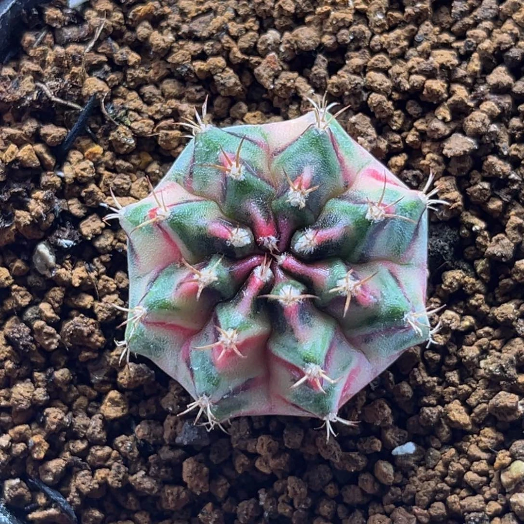 卡农昌 米哈仙人球