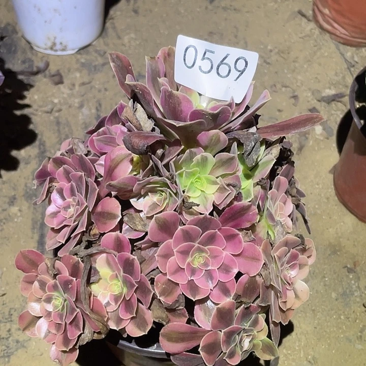 多肉植物法师569美杜莎