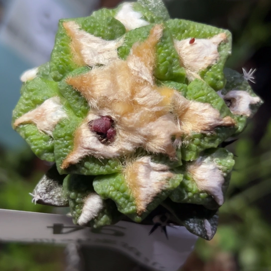 94 仙人球的比赛将于