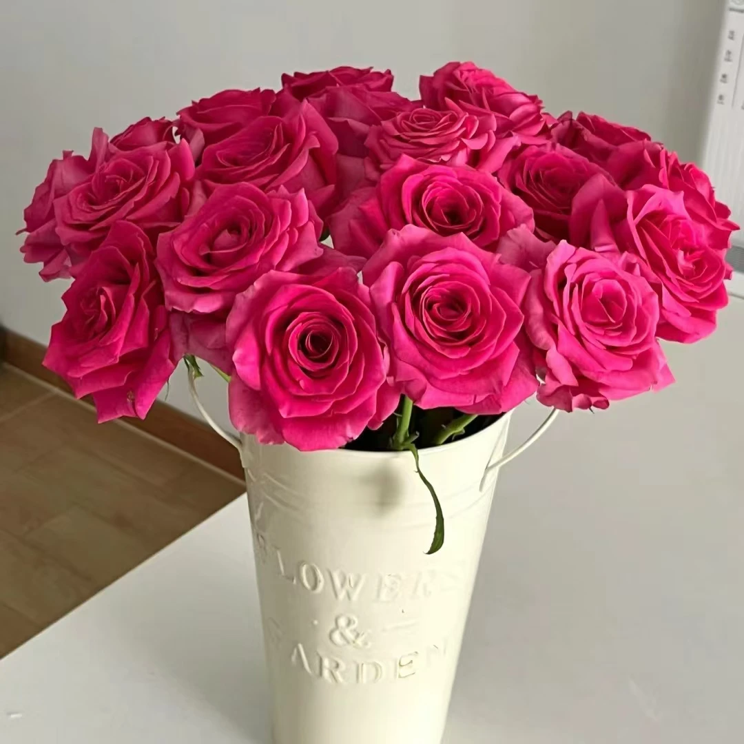 【大聪明卖花】弗洛伊德玫瑰花云南直发鲜花家居水养插花鲜花花束