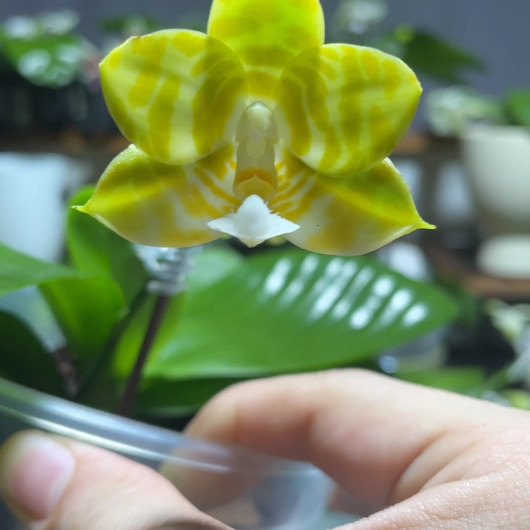 完全开放118叶瑕花期不保