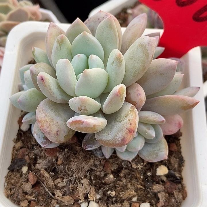 多肉植物奶盖群3066