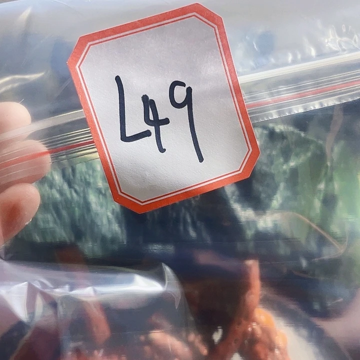 乡***的蛇纹石玉未镶嵌岫玉原石