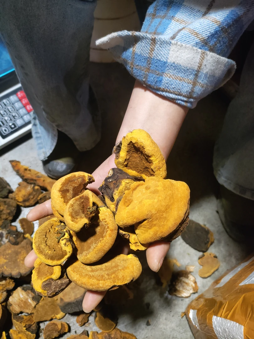 凯哥山货优品小铺秦岭桑黄