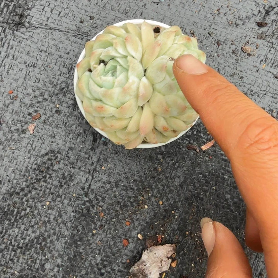 双头白月影多肉植物