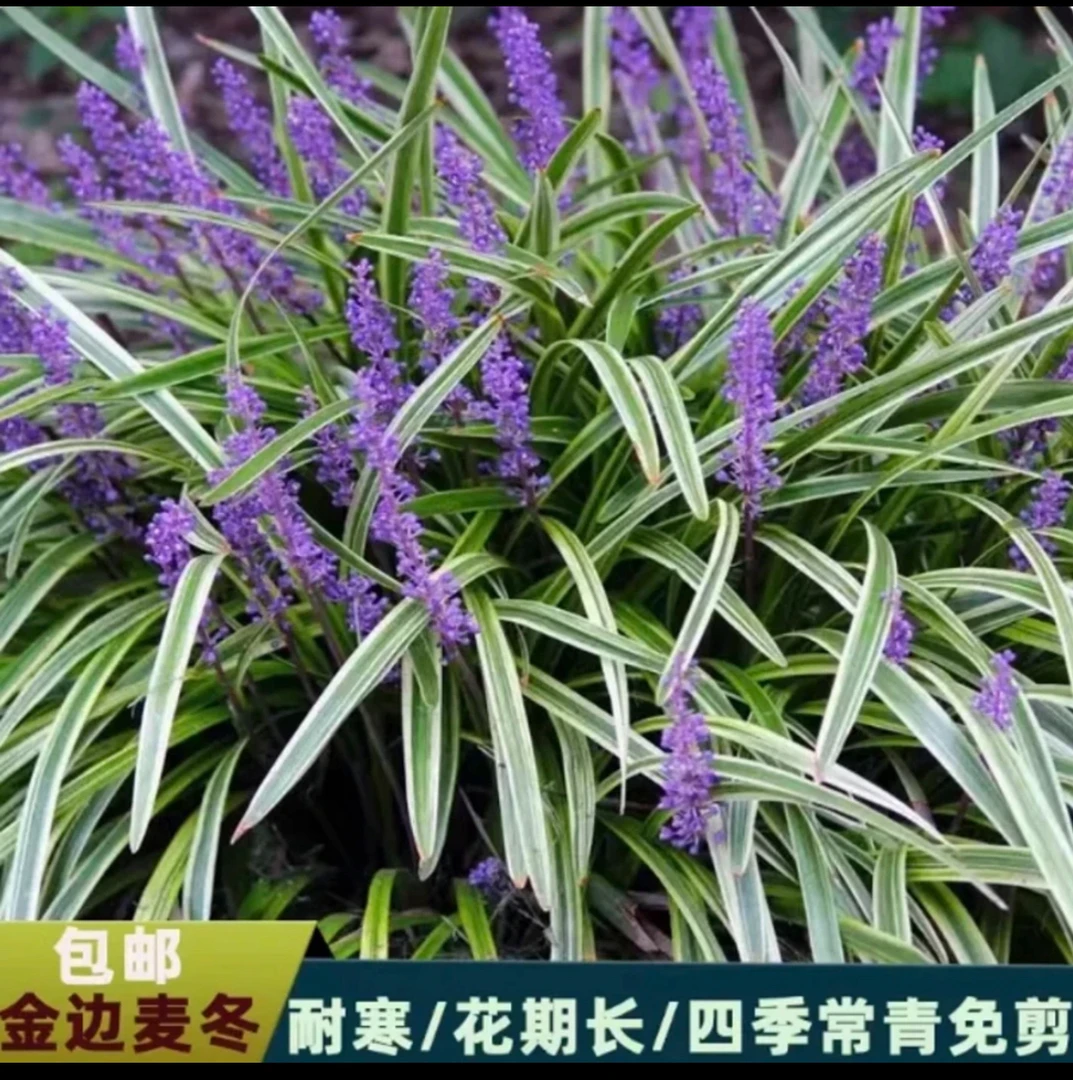 金边麦冬玉龙草阔叶苗庭院绿化植物耐寒耐阴四季常青好养