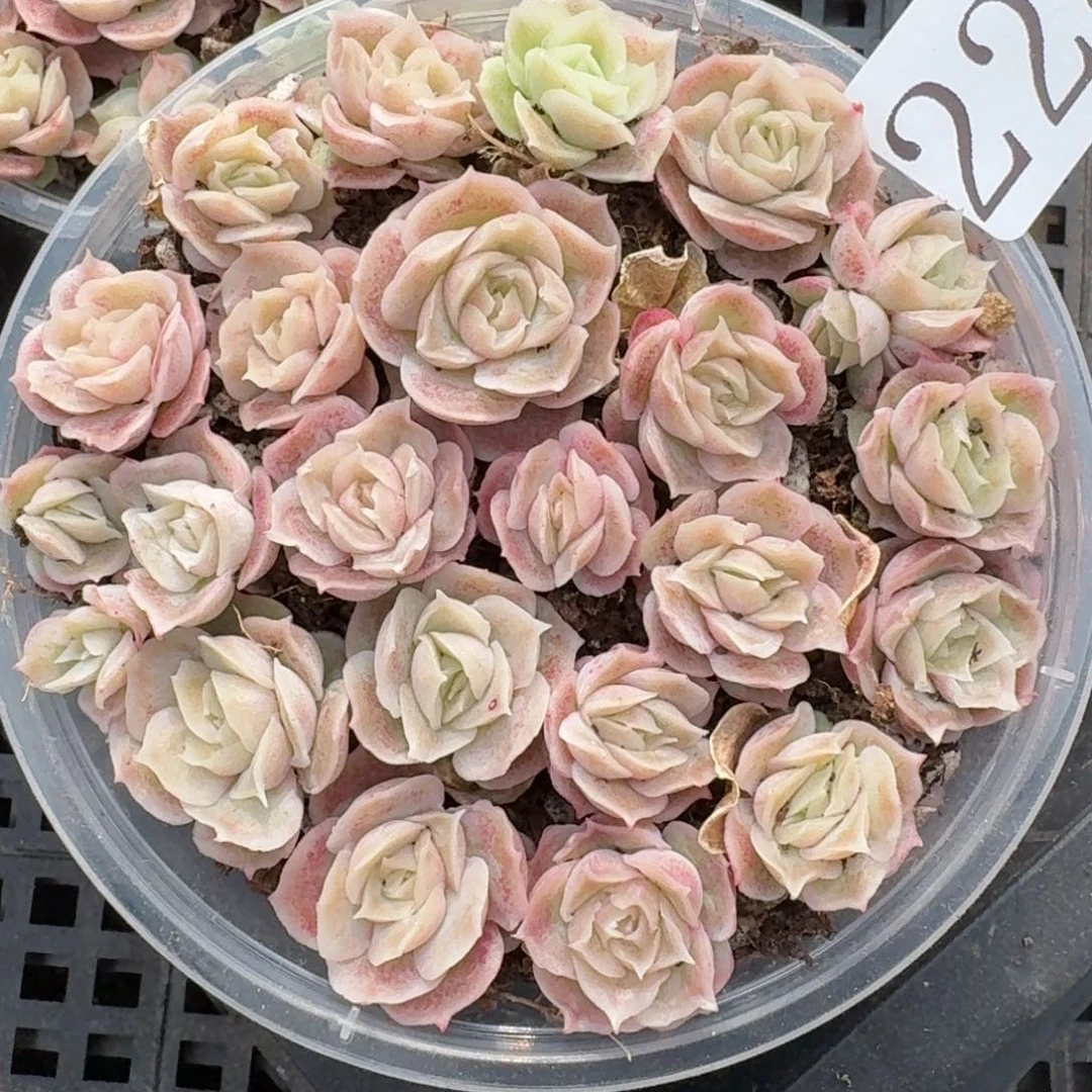 多肉植物多肉植物224