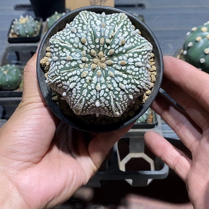 ****哈超兜实生脱土发货