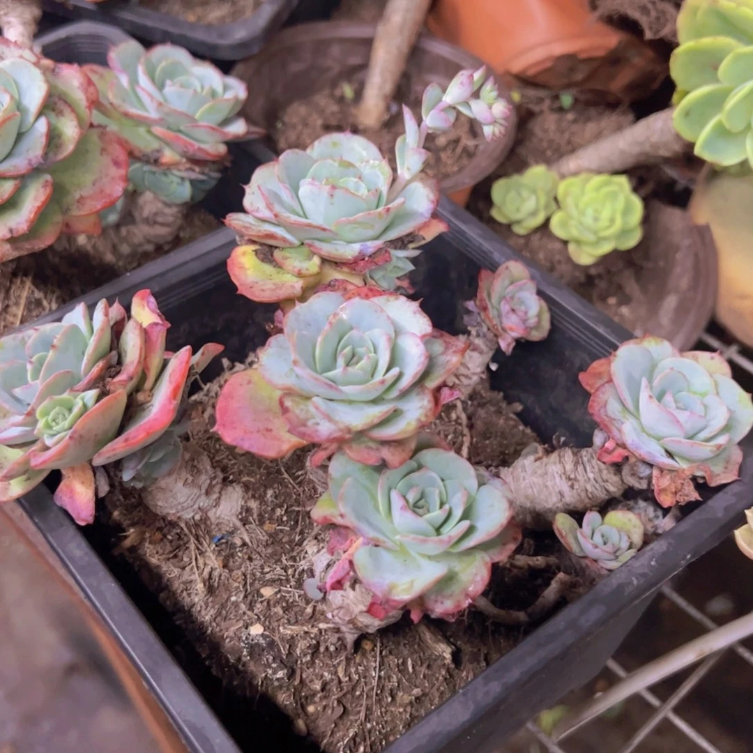 奶油黄桃五头起发