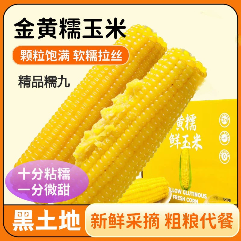东北黄糯黏玉米10穗代餐真空包装食品原产地发货
