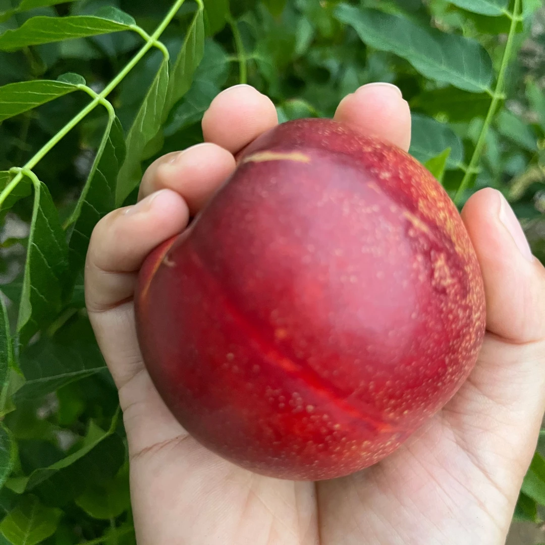 早熟大红油桃嫁桃树苗接盆栽地栽南方北方种植