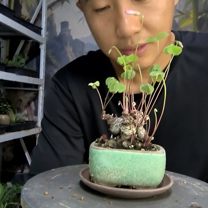 小***＂中青园艺一物一拍159