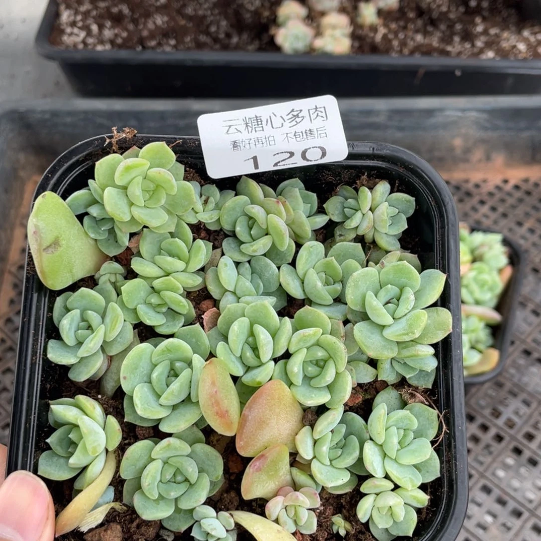 云糖心多肉植物120