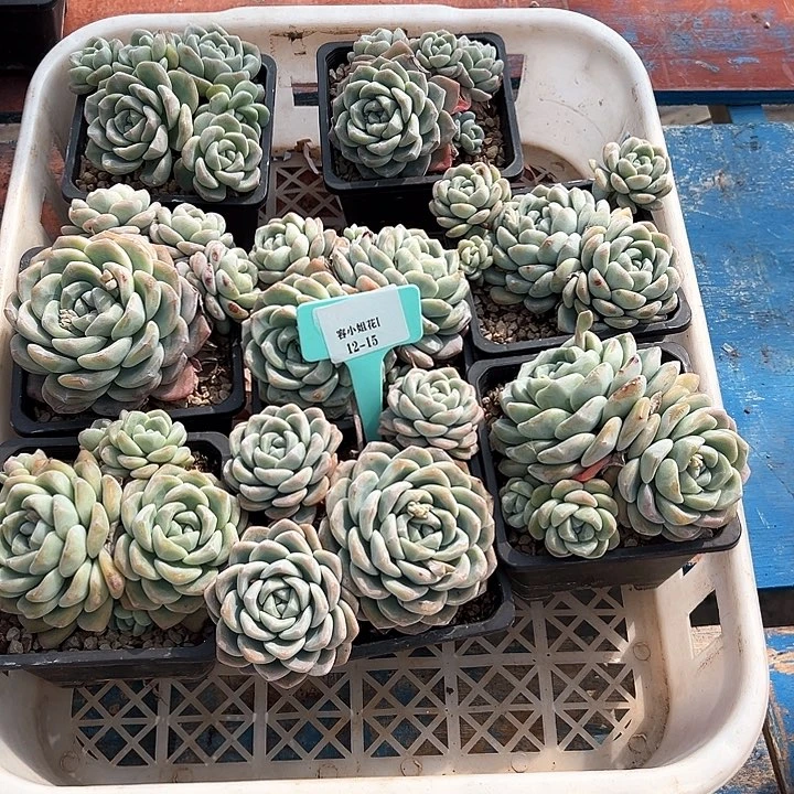 12.15冰玉一个脱土