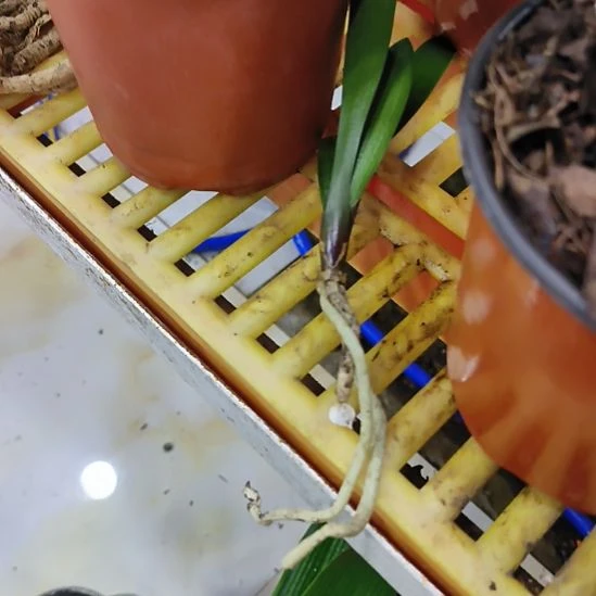 无花朵ffhjhfcvbnhvv