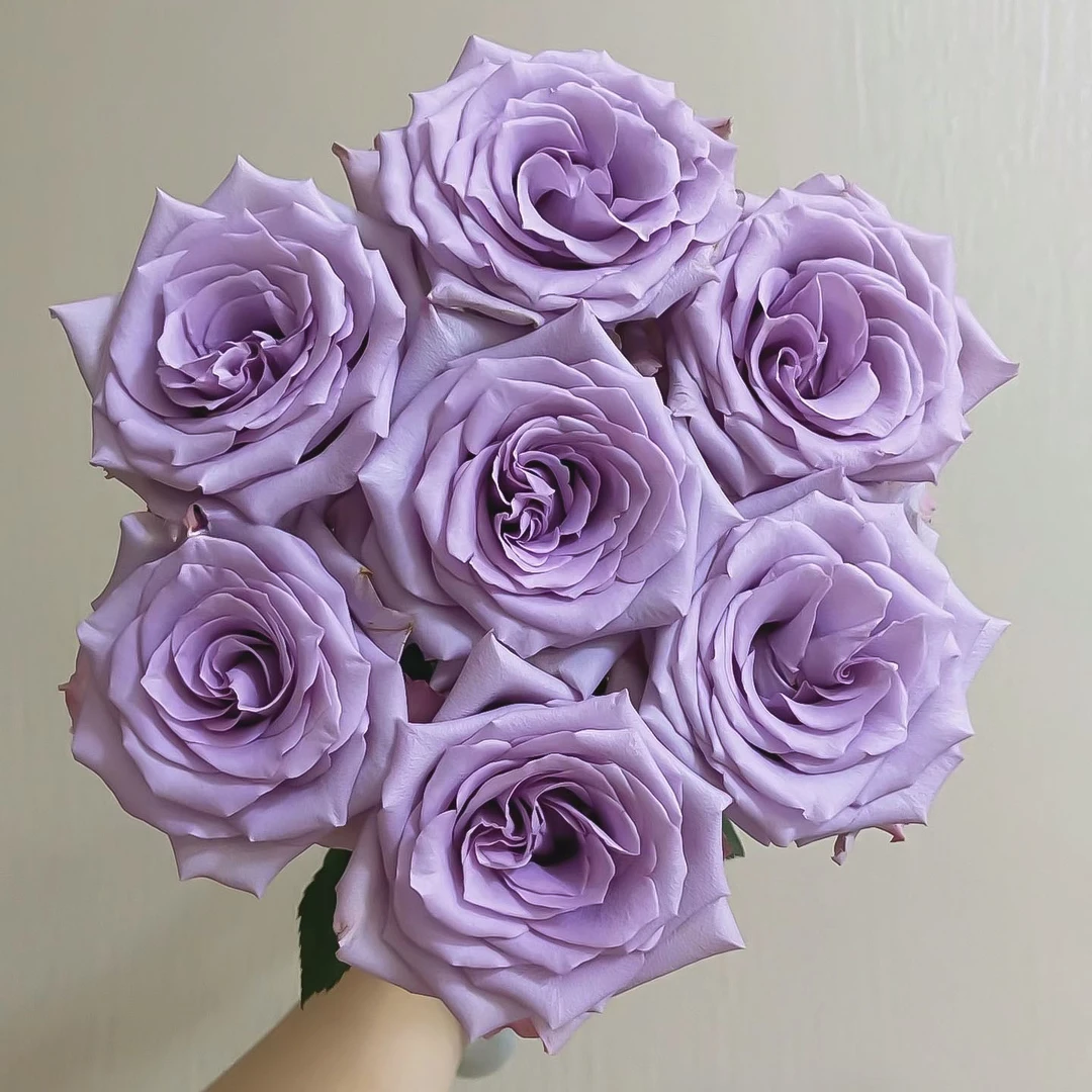 海洋之歌玫瑰20支【1单包邮】云南鲜花