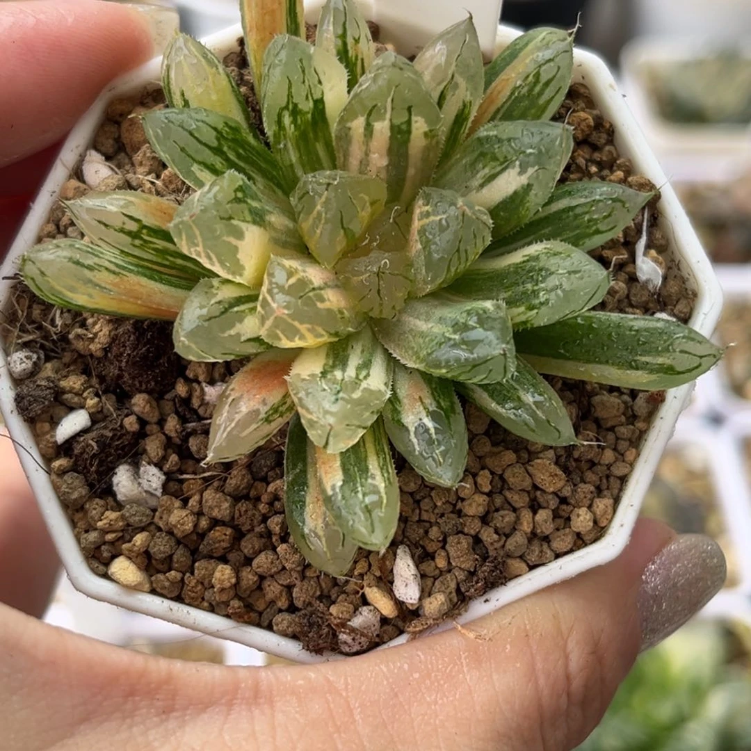 692天线宝宝玉露锦哈哈哈哈