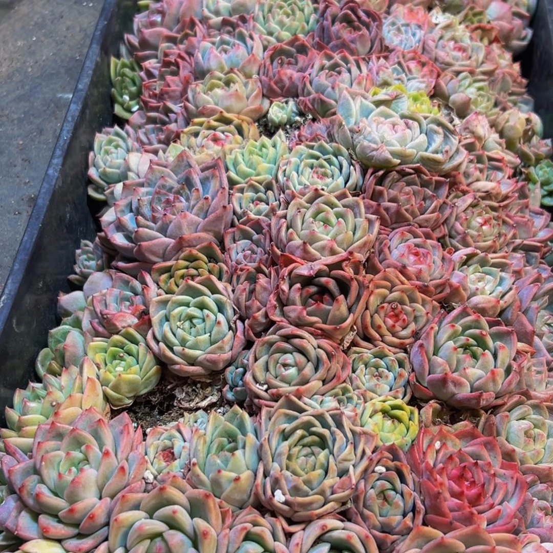 689多肉葡萄的味道是真的好吃