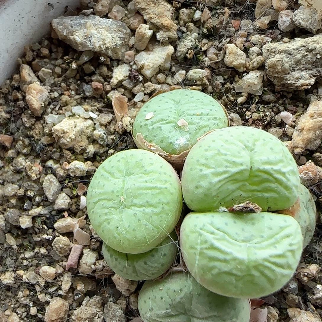 小饼杂交。 37823