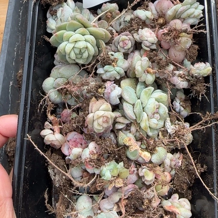 童***姐38号王者系列多肉一盒