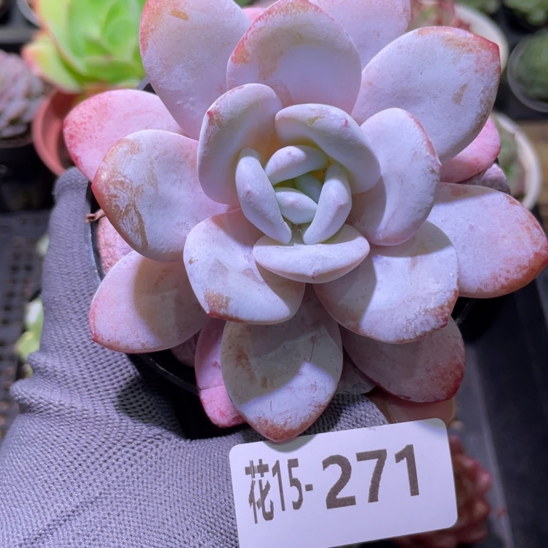 花利美15-271粉雪莲