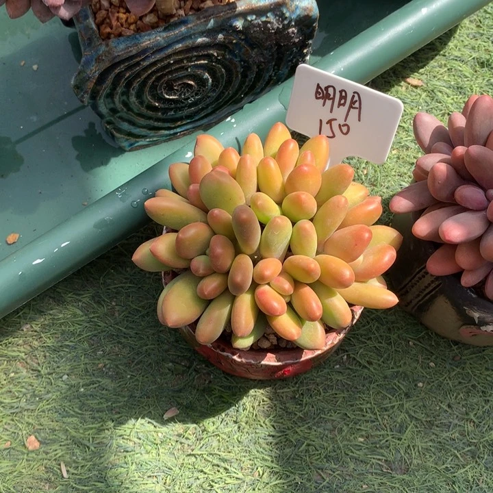 芒果奶酪多肉发货