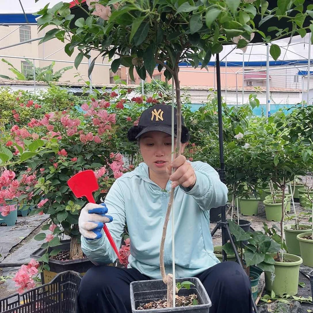 子***墨大部分花苞少量开放S16卡亚塔